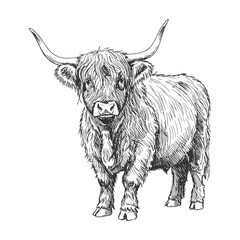 Front-facing vintage Highland cow with long horns and shaggy fur in detailed ink-style farm animal sketch illustration