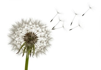 Dandelion seed head with seeds drifting away on a white background, symbolizing fragility and the cycle of life