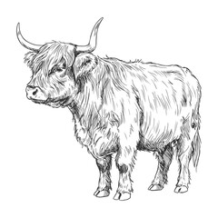 Vintage style profile illustration of Highland cow facing left with long shaggy hair and curved horns in hand-drawn farm sketch
