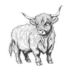 Rustic hand-drawn sketch of Highland cow with thick shaggy fringe over eyes and curved horns in a detailed farm illustration