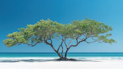 Solitary Tree on Tropical Beach Paradise: Serenity Under the Azure Sky