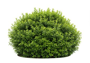 Isolated rounded shrub with vibrant green leaves on a white background, perfect for landscape design elements