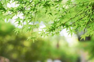 green leaves of Acer palmatum in summer
