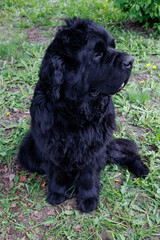 Fototapeta premium Portrait of a large black purebred Newfoundland dog.