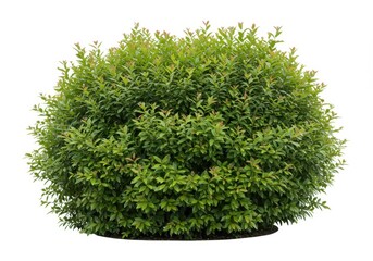 Fototapeta premium Isolated lush green bush with small leaves and rounded shape against a white background in a studio shot