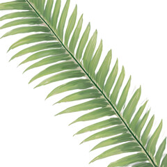 Obraz premium Single green leaves for clip art in png file