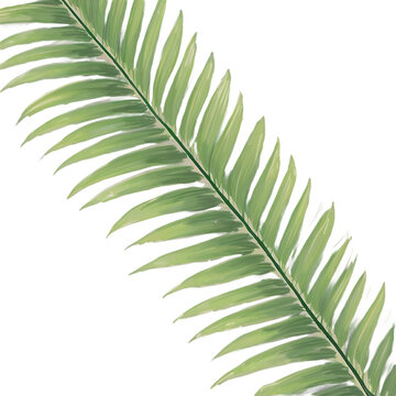 green fern leaf isolated on white clip art preview