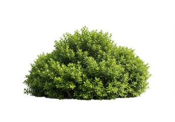 Fototapeta premium Isolated boxwood shrub with bright green leaves on a white background for design elements