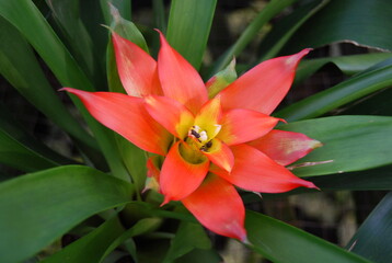 beautiful Bromeliad flower
