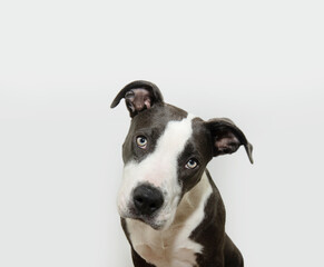 Alert and concentrate American staffordshire puppy dog tilting head side thinking and looking at...