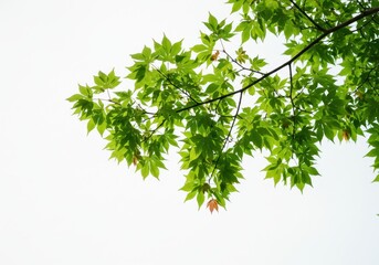 Fototapeta premium Bright green maple leaves on a branch against a white sky create a fresh, natural scene