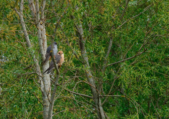 A pair of rare Red-footed Falcon, Falco vespertinus, perching on a Willow tree on a windy day.