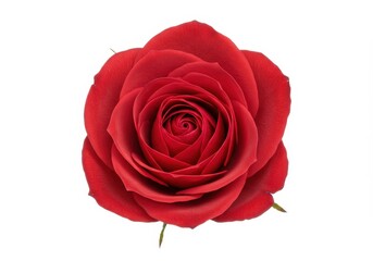Fototapeta premium Close-up of a vibrant red rose with layered petals, isolated against a clean white background, showcasing its elegant beauty