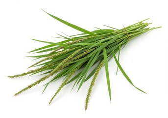 Fototapeta premium A bundle of green grass with seed heads tied together on a white background in studio shot