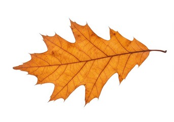 Obraz premium Isolated orange oak leaf with pointed lobes and visible veins on a white background