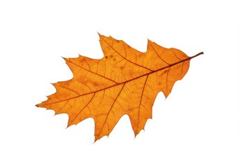 Fototapeta premium Isolated orange oak leaf with visible veins and jagged edges on a clean white backdrop in a studio setting