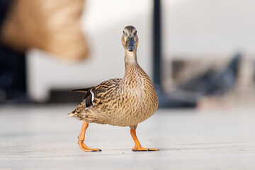 Canard colvert femelle (Anas platyrhynchos) marchant au milieu des touristes sur l'esplanade du Trocadéro à Paris