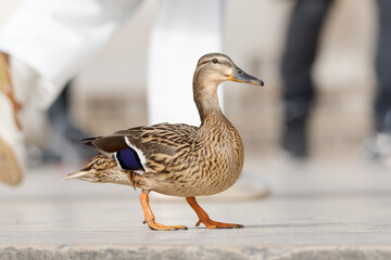 Canard colvert femelle (Anas platyrhynchos) marchant au milieu des touristes sur l'esplanade du Trocadéro à Paris
