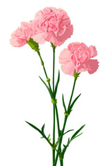 Mother's Day carnations on a png transparent background