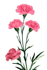 Mother's Day carnations on a png transparent background