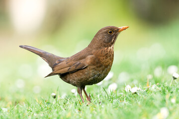 Merle noir femelle (Turdus merula) chassant des vers dans l'herbe dans un jardin urbain à Paris