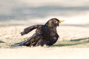 Merle noir mâle (Turdus merula) prenant un bain dans une flaque d'eau dans un environnement urbain à Paris