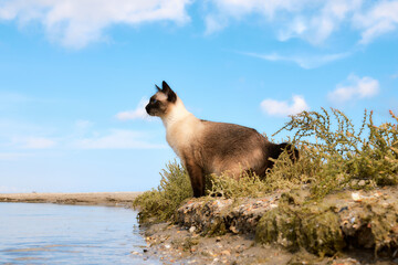 Mekong Bobtail cat standing near water on beach, alert under blue sky © watcherfox