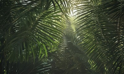 Deep emerald palm fronds, sunlight filtering, rich detail , botanical, leaves