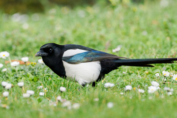 Pie bavarde (Pica pica) marchant dans l’herbe dans un jardin urbain à Paris
