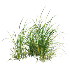 beach grass isolated transparent background