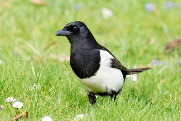 Pie bavarde (Pica pica) marchant dans l’herbe dans un jardin urbain à Paris