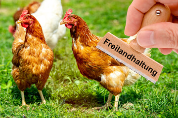Eine Herde mit freilaufenden Hühnern auf einer Wiese und ein Holzstempel mit Aufdruck Freilandhaltung – FOTOMONTAGE