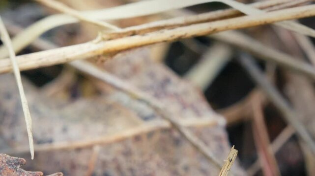 Big-Eyed Jumping Spider on Grass in a Forest Macro Slow Motion