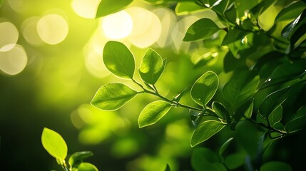 Fresh green leaves in sun rays natural background with warm bokeh and botanical texture