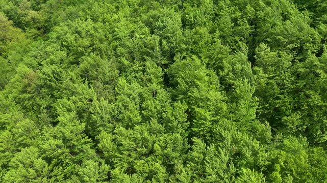 Mesmerizing aerial view of trees forest canopy blowing in the wind