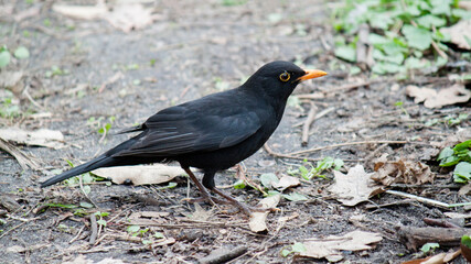 blackbird on the grass