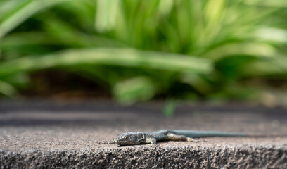 Small Lizard Basking on Sunlit Stone Surface with Green Foliage Background
