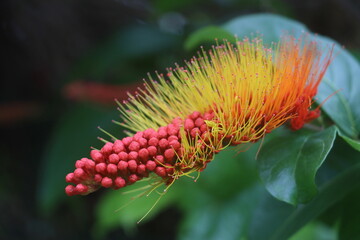 Monkey Brush Flower 