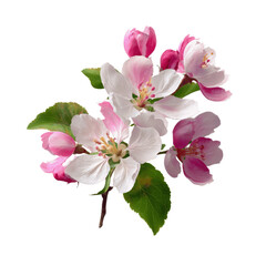 Fototapeta premium Delicate Pink and White Apple Blossoms in Full Bloom
