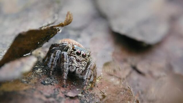 Close-Up of a Jumping Spider with Big Eyes in a Forest on a Sunny Day
