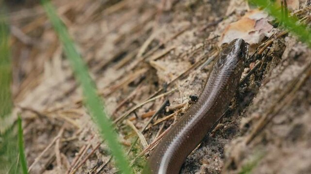 Macro Shot of a Legless Lizard Moving and Flicking Tongue in Forest