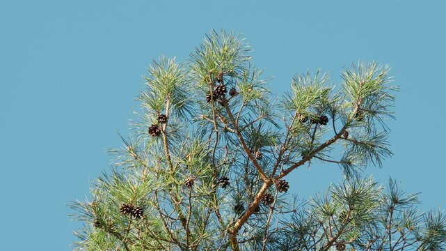 Cones on a Pine Tree Against the Blue Sky in a Spring Forest