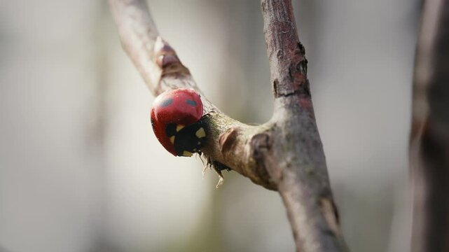 Ladybug on a Branch in a Forest Macro Shot During Cloudy Daylight.