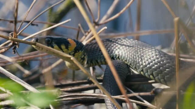 Grass Snakes Warming on a Branch in the Sun