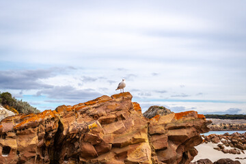 Seagull perched on coastal rock at Stokes Bay Beach, Australia