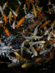 japanese koi fish