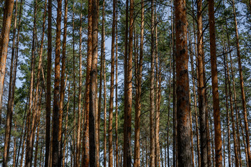 Obraz premium tall treesPine Tree Forest with Sunlit Shadows, Sky and a Soft Woodland Background 