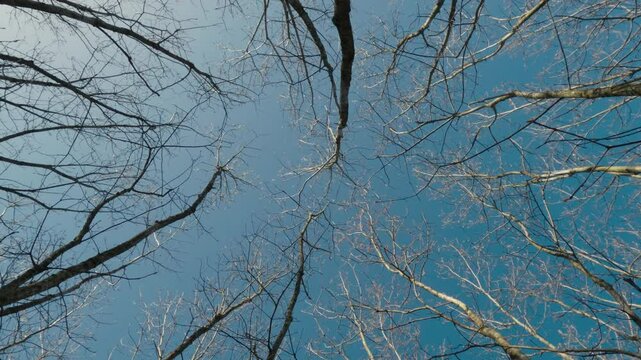 Looking Up at Tree Tops with No Leaves in Spring, Blue Sky Background