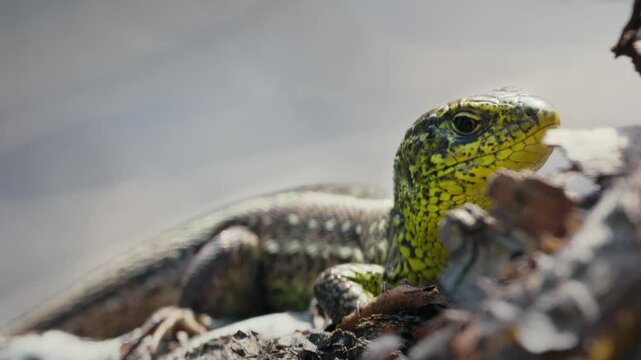 Close-Up of Lacerta Agilis on a Branch in Macro View