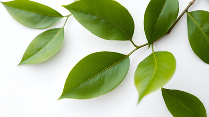 green leaves isolated on white background